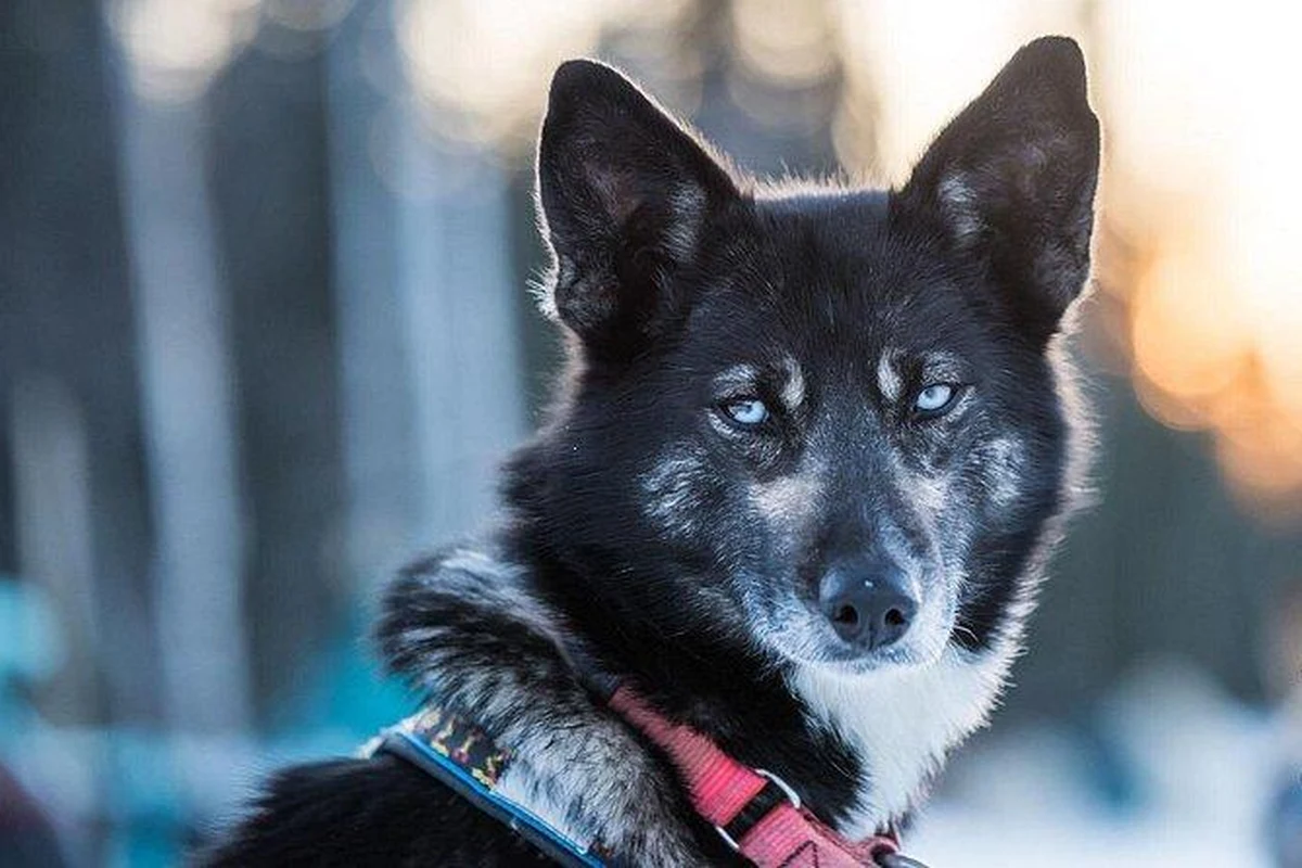Close-up of an Alaskan husky in harness before a dog sledding tour in Fairbanks, Alaska