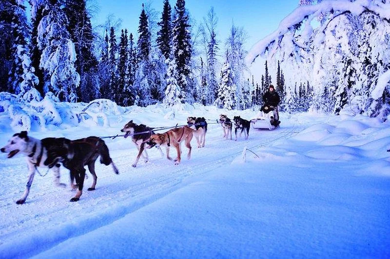 Alaskan husky team pulling a sled through spruce forest on a private dog sledding tour at North Pole near Fairbanks, Alaska