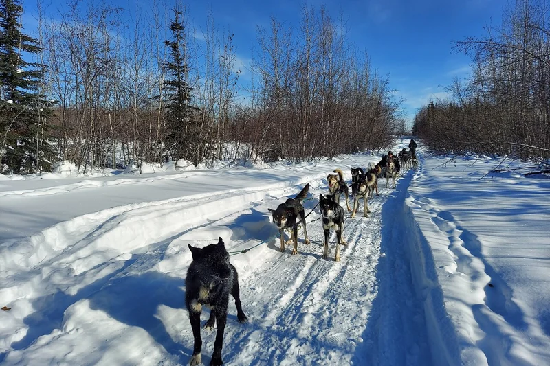 Traveller wrapped in blankets on a sled behind an Alaskan husky team on a dog sledding tour with hotel pickup in Fairbanks, Alaska