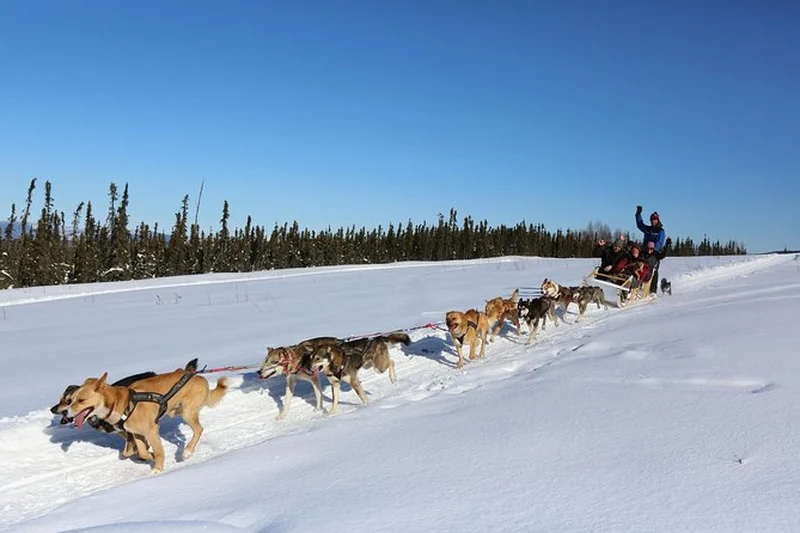 Dog sled team on a groomed musher trail in afternoon light on a winter dog sledding tour from Fairbanks, Alaska